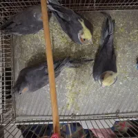 4 تا عروس هلندی