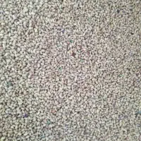 بذر شبدر