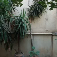 یوکا