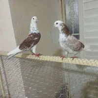 یک جفت کبوترشازده پشتار تضمینی