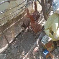 جوجه لاری