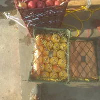 سیب زرد درجه یک