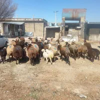 ۳۰ راس میش جوان بره دار