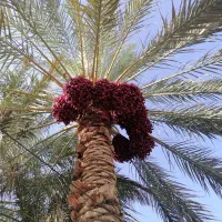 اجاره خرما بم