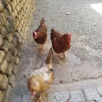 دوعدد مرغ تخمی