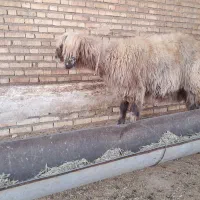 میش