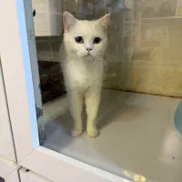 گربه|گربه|ارومیه, |دیوار