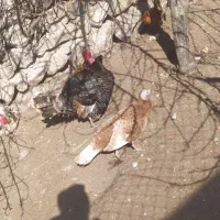 بوقلمون طبیعی