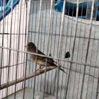 قناری  سهره