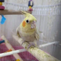عروس هلندی