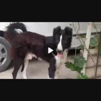 سگ قدریجونی اصل شش پنجه