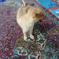 سگ پامر