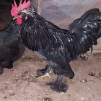 خروس سیاه مرندی