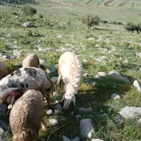 قوچ|حیوانات مزرعه|بیلوار, |دیوار