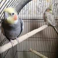 عروس مست و فول دستی