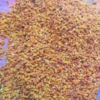 کشته توت