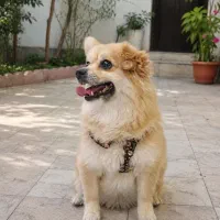 سگ پامر
