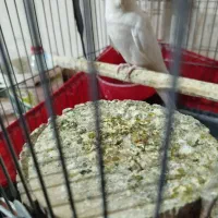 دوتا دستی نر صحبت کن