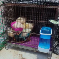 جوجه خروس یک ماهه
