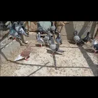 پلاکی