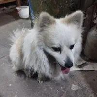 سگ  پامرین نر