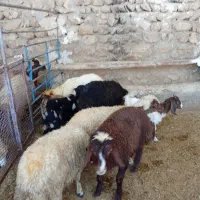 بره نر و بزغاله