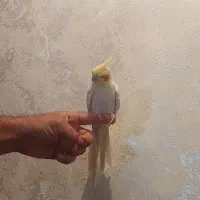 ۳عدد عروس هلندی یک نر ودو ماده