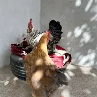 دو عدد مرغ تخم گذار