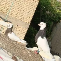 طوقی نر خپش تیپ معاوضه