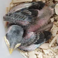 مرغ مینا