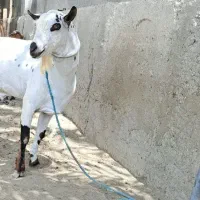 نری داشتی فروشی...