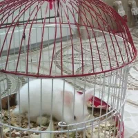 خرگوش زیبا همراه با سبد