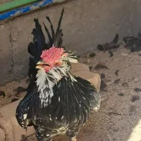 خروس گلین جوان