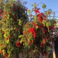 درختچه|گل و گیاه طبیعی|رشت, معلم|دیوار
