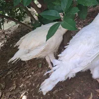 بوقلمون گوشتی