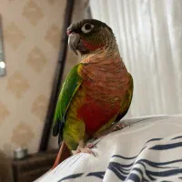 گرینچیک و عروس هلندی سخنگو