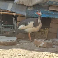 مرغ شاخدار