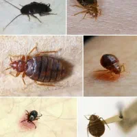 سم پاشی ساس سمپاشی سوسک حشرات ۱۰۰٪ تمام نقاط مشهد