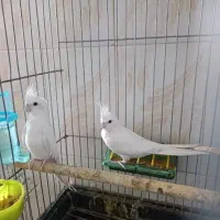 عروس هلندی