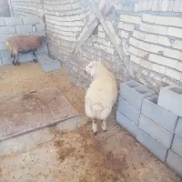 بره ماده باب قصابی