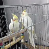 عروس هلندی جفت