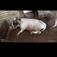 خریدوفروش گاوهای افتاده گوشتی وتلیسه وگوساله