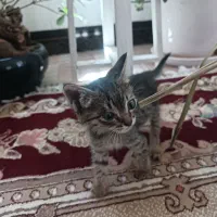 بچه گربه