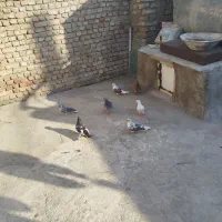 کبوتر