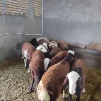 ده راس بره. قوچ پلنگی وافشارکله عروس
