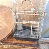 قفس عروس هلندی