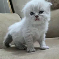 گربه اسکاتیش بلوپویینت