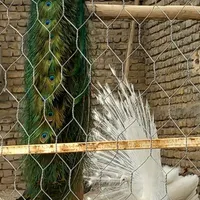 طاووس