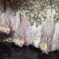 جوجه عروس لوتینو