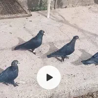 کفتر معاوضه با نان خشک